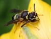 Ancistrocerus sp.